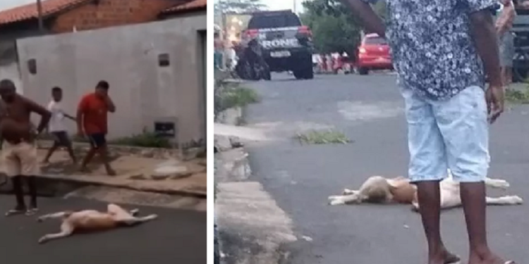 Cães são mortos a tiros supostamente por policiais em Teresina